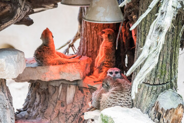 Slender tailed Meerkat close up