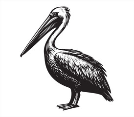 Pelican Bird Standing Pose | Black and White Wildlife Line Art Vector Illustration