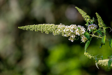 Selective focus of white flower Summer lilac (Vlinderstruik) Buddleja davidii, Butterfly-bush or Orange eye is a species of flowering plant in the family Scrophulariaceae, Natural floral background.