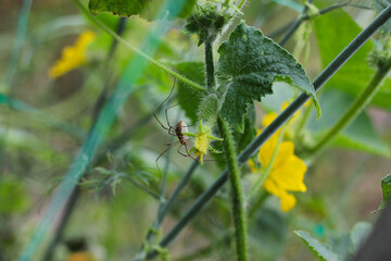Spider on leaves in the garden. Spider on cucumbers in the garden. Big spider
