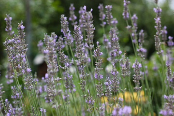 Lavender close up. Blooming lavender in garden. Lavender a fragrant bee-friendly plant. Floral background. Nature background with lavender in the field.