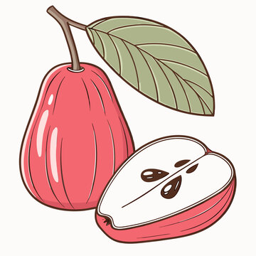 vector illustration of java apple