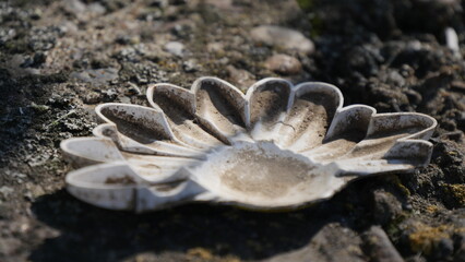 mushroom on the ground
