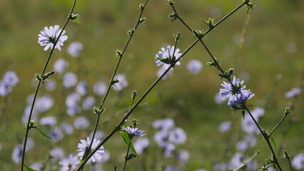 wild flowers in the field