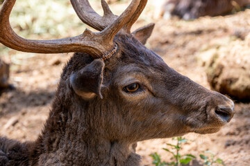 Portrait of a deer in nature. Deer portrait with antlers. Wild deer face portrait in natural light.