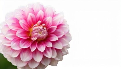 Fototapeta premium dahlia flower pink pink and white dahlia flower on white background