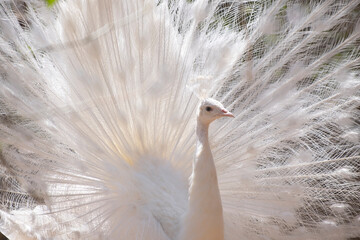 Majestic albino peacock displaying white feathers. Graceful albino peacock. Symbol of purity and...