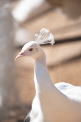 Majestic albino peacock displaying white feathers. Graceful albino peacock. Symbol of purity and elegance. Elegant white peacock with fully fanned tail. Albino peacock in full display. Rare beauty.