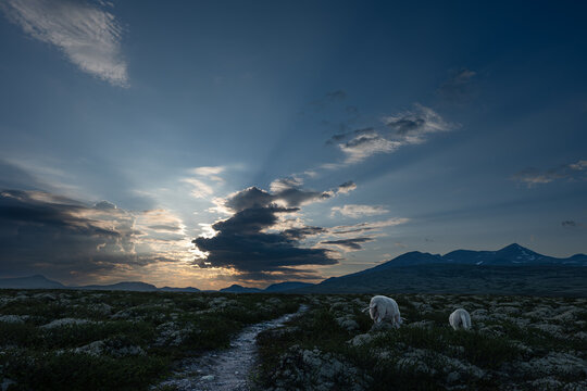 Summer in Norway, sunset in the highlands, sheep grazing and a narrow path leading to the mountains, Rondane, Norwegian summer