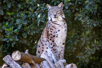 Lynx observing its surroundings in the wild. Alert lynx in natural habitat	
