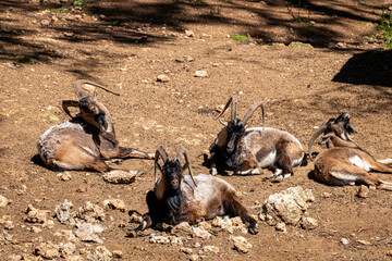 Mountain goat resting peacefully on rocky ground. Resting goat in the mountains. Calm and majestic....