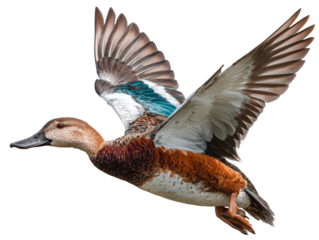 Stunning Close-up of a Chestnut Teal Duck in Flight against Black Background,motion,duck