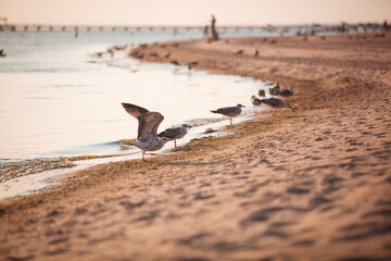 seagull on the beach