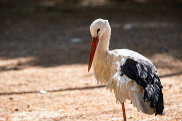 Elegant stork in wildlife. Grounded stork in nature. Wild stork in natural habitat. Stork standing on the ground.