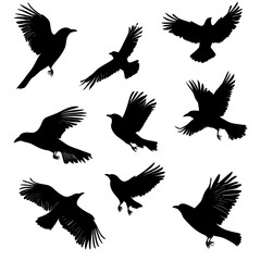 Abstract Winged Design Elegant Feather Strokes on Black Background