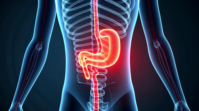 Stomach ache, gastric pain, abdominal cramps. Digestive health. Stomach inflammation causes severe pain. Intestine absorption aids nutrient uptake. Gastric balance promotes overall wellness.