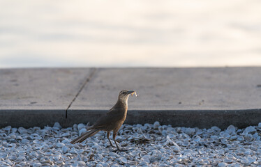 Bird with a meal 