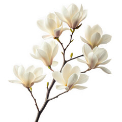 Obraz premium Cream magnolia blossoms on a branch isolated on transparent background