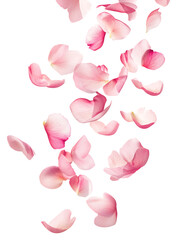 Falling Pink Rose Petals on Black Background Romantic, Elegant Stock Photo