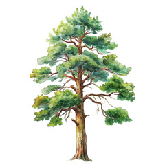 Tall Pine Tree with Twisted Branches and Dense Green Foliage