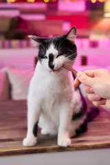 A Cat Enjoying Delicious Treats While a Hand Is Outstretched Toward It in Affectionate Gesture