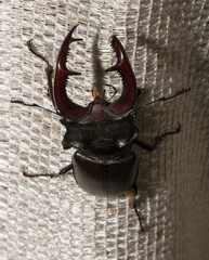 Lucanus cervus is the best-known species of stag beetle (family Lucanidae) in Western Europe. The imago is a male insect.