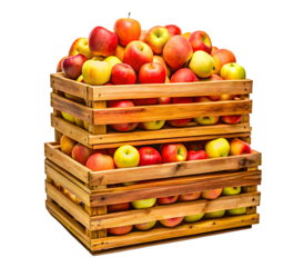 Fresh Ripe Yellow and Red Apples in Wooden Boxes

