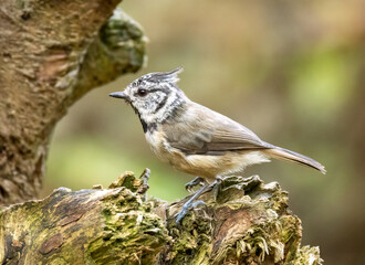 Rare scottish highlands woodland bird, the Crested Tit