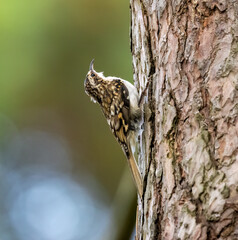Close up of a tree creeper on a tree trunk in the woodland