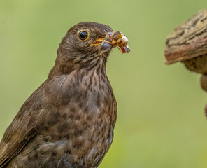 Close up of female blackbird with a beak full of grubs