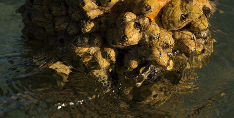 Tetraclita squamosa - Thatched barnacle. Balanus (Balanomorpha) is a genus of barnacles in the family Balanidae of the subphylum Crustacea.
