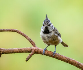 Rare scottish highlands woodland bird, the Crested Tit