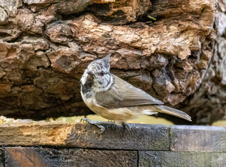 Rare scottish highlands woodland bird, the Crested Tit