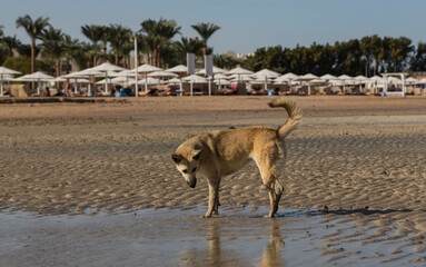 Egypt. Red wild dogs on the shore of the red sea. The animal catches fish at low tide. The hunting skills of a predator.