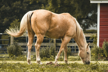 Obraz premium Palomino Horse Grazing in Pasture, Northeast USA