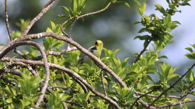 A Goldfinch sits in a holly tree cleaning it's feathers on a sunny day. 