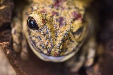Frog in the aquarium, zoo
