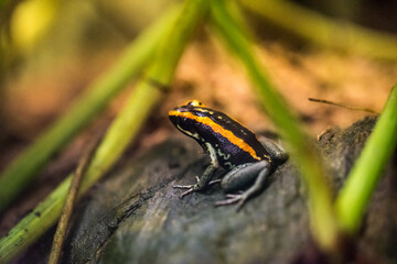 Frog in the aquarium, zoo