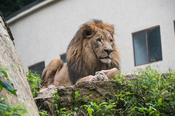 Male African lion resting full body facing forward
