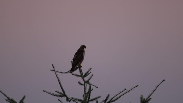 A Hawk Perched At Sunset