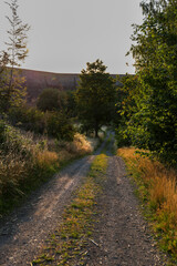 Scenic Forest Path Leading to a Dam Wall at Sunset