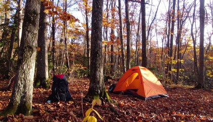 camping in the forest