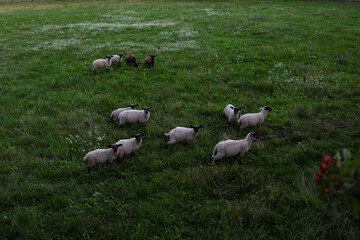 Flock of Sheep Grazing on a Scenic Countryside Meadow