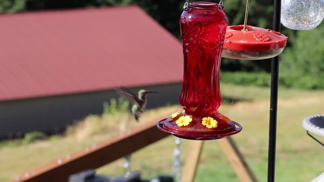 Hummingbirds gathering & Feeding!,