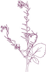 aromatic plant, aromatic, grass , weed , spice herb in vector, line art plant spanish radish