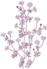 aromatic plant, aromatic, grass , weed , spice herb in vector, line art plant wild chamomile