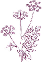 aromatic plant, aromatic, grass , weed , spice herb in vector, line art plant common parsnip