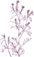 aromatic plant, aromatic, grass , weed , spice herb in vector, line art plant garden cress