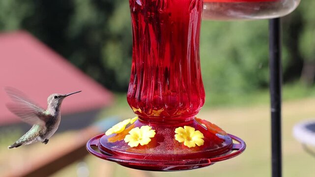Queen Ann Pacific Northwest Humming Bird Feeding