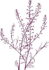 aromatic plant, aromatic, grass , weed , spice herb in vector, line art plant capsell